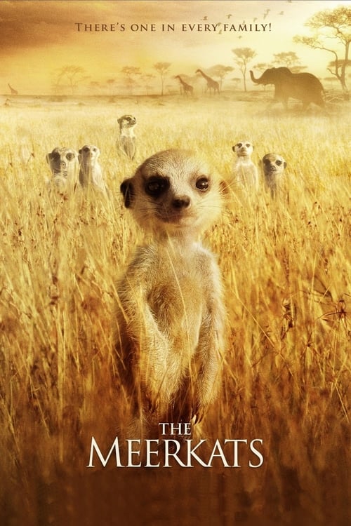 The Meerkats