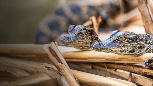 Prowlers of the Everglades